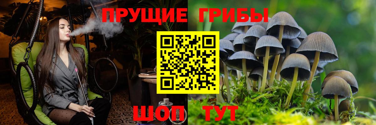Кириши  что такое   Вход с VPN  Галлюциногенные грибы GOLDEN TEACHER 